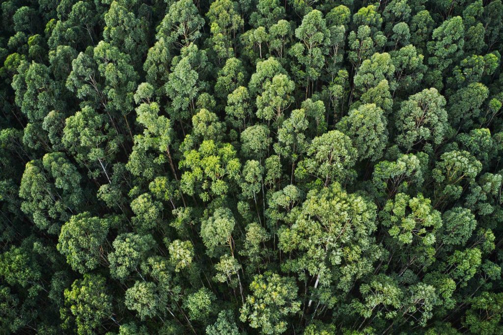 Overhead aerial shot of a thick forest with beautiful trees and greenery
