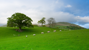 The First UK Telecom Sustainability Survey